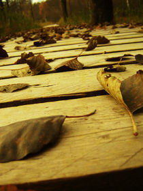 Autumn by Evita Knospina