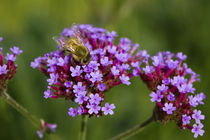 Biene auf Blüten von Andreas Kaczmarek