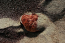 Empty Crab Shell by Andreas Kaczmarek