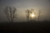 Morgensonne im Nebel von Andreas Kaczmarek
