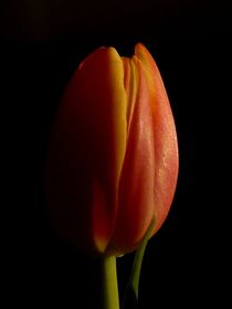 Tulpe by wolfpeter