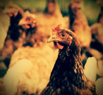 Chickens von Evita Knospina