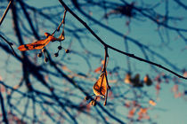 Blue autumn von Evita Knospina