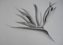 Drachenblume by Katja Finke