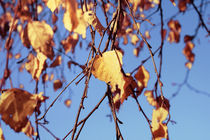 Birch in early autumn von Evita Knospina