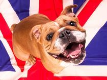 Englische Bulldogge by miekephotographie