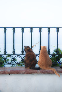 Lovecats by miekephotographie