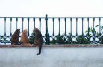 Talking Cats by miekephotographie