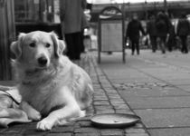 Was gibt es zu essen?- Straßenhund von miekephotographie