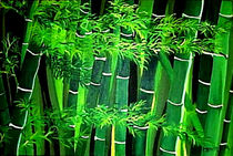 Bambu von tawin-qm