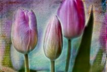 tulips von Regina Hauke