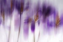 purple shake by Regina Hauke