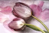 Blütenträume by Regina Hauke