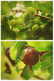 Summer: Gooseberries von Sybille Sterk