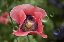 Mohn mit Bubbles by pahit