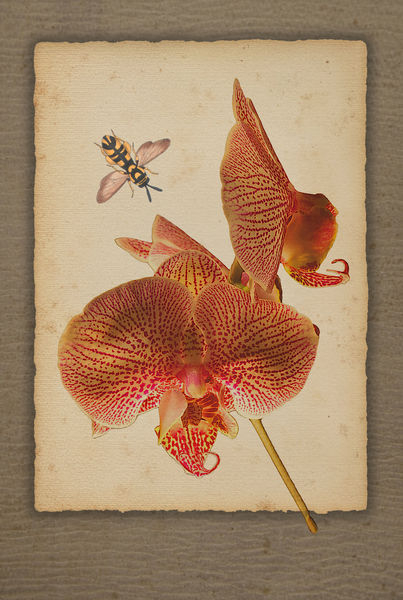 Phalaenopsis-2