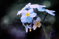 Summer: Forget-Me-Not by Sybille Sterk