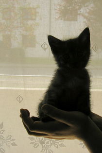 Katze vor Fenster von Henriette Abt