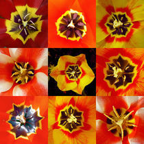 Tulpenkaleidoskop von pahit