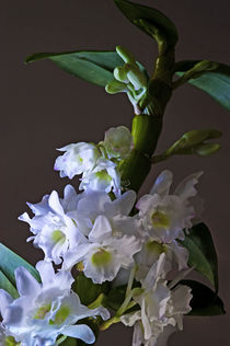 Orchidee, Dendrobium nobile von pahit