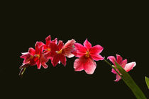 Cambria Orchidee von pahit