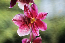 Orchideenblüte Cambria von pahit