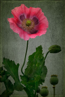 Schlafmohn by lolly