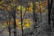 Falling Leaves by Len Bage