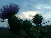 Thistles by Joel Furches
