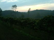 Vineyard Sunrise von Joel Furches