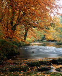 River Dart, Devon, England von Craig Joiner