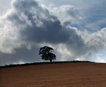 Tree on Brendon Hills, Somerset by Craig Joiner