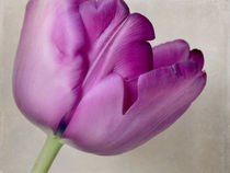 Tulpenportrait von Franziska Rullert
