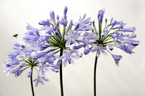 Angriff auf Agapanthus by blickpunkte