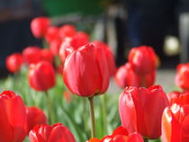 Tulips by Vladas Trak