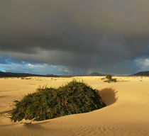 Fuerteventura, Dünenlandschaft mit Gewitterwolke by Frank Rother