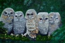 Young owls by Wendy Mitchell