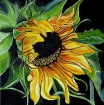 Sunflower by Wendy Mitchell
