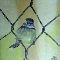 House sparrow by Wendy Mitchell