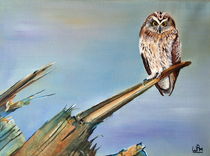 Short-eared owl by Wendy Mitchell