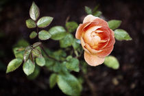 A Rose is A Rose by Stefan Nielsen