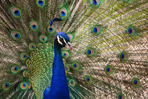 Male peacock von Stefan Nielsen