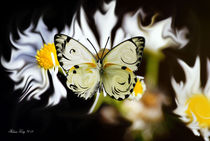 Butterfly Dreams by Melissa King