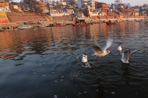 Varanasi, Ghats, birds, Benares, Uttar Pradesh, India von Soumen Nath