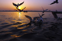 Flight of Delight-4, Varanasi, India by Soumen Nath