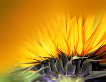 Sonnenblume von Ingrid Clement-Grimmer