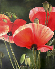 Mohnblüten von Ingrid Clement-Grimmer
