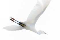 Ghost Bird - Snowy Egret (Egretta thula) von Eye in Hand Gallery