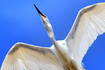 Egret Fly-Over - Snowy Egret (Egretta thula) von Eye in Hand Gallery