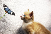 Rotes Kätzchen mit Schmetterling by pahit